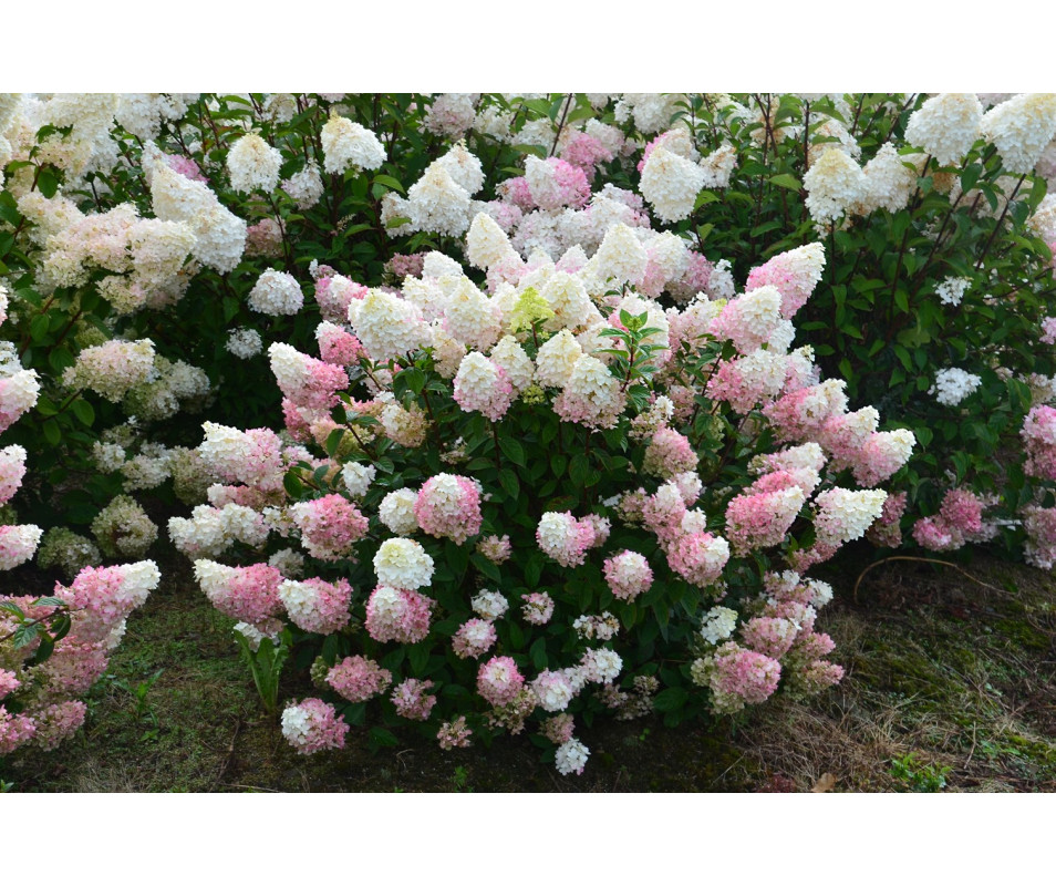 Hortensja "Sundae Fraise" C2