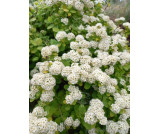 Tawuła brzozolistna " Gold Tor"