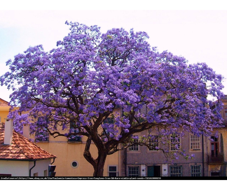 Paulownia Drzewo tlenowe NOWOŚĆ  C2